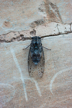 Cicada orni on a stone in Malta from closeup