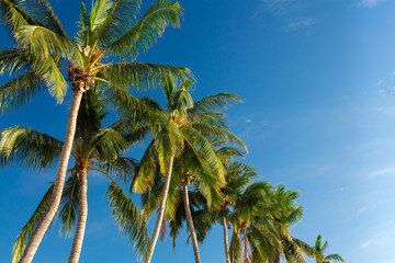 Palm trees with sunrise sun light on blue sky background with copy space. Koh Pangan island, Thailand. Background.