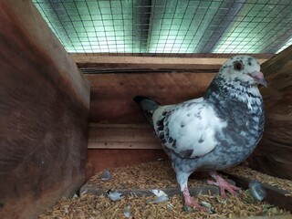 pigeon in the park