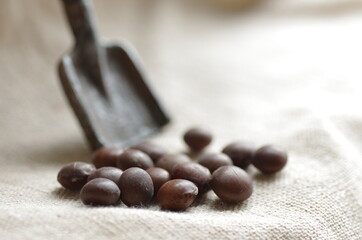 日差しを浴びる野菜の種（農業 ガーデニング イメージ）