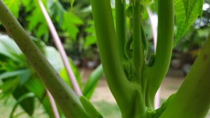 Obraz premium hyacinth flower in the garden