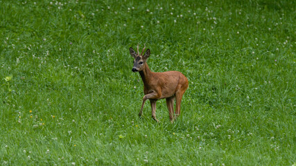 deer, tier, wild lebende tiere, natur, säugetier, wild, gras, kitz, reh, bock