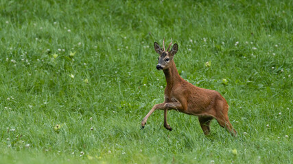 deer, tier, wild lebende tiere, natur, säugetier, wild, gras, kitz, reh, bock