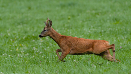 deer, tier, wild lebende tiere, natur, säugetier, wild,
