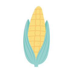 fresh corn cob organic isolated icon design white background