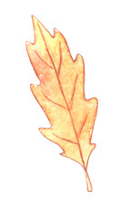 Watercolor illustration of an oak leaf. Elements of nature design isolated on white background
