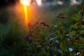 Wildflowers in the rays of the setting sun