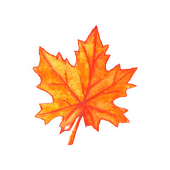 Hand drawn maple leaf isolated on white background. Watercolor symbol of autumn, nature, Canada