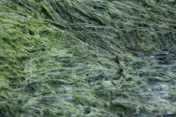 green moss on the rocks