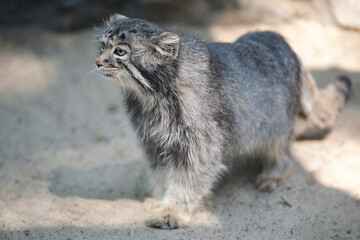 Pallas cat (Otocolobus manul). Manul is living in the grasslands and montane steppes of Central Asia. Portrait of cute furry adult manul on the sand. Instinct to hunt © Igor