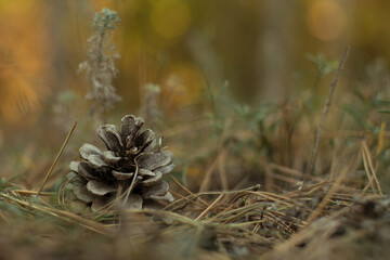 Naklejka na ściany i meble Opened pine cone in the forest from close up, forest background