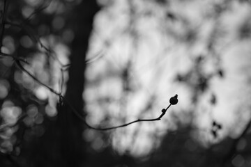Black and white rosehips silhouette