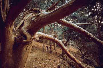 Ancient and spooky yew in the yew forest, haunted century yew