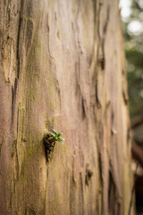 new sprout on a yew tree in spring, small fresh yew sprout from close up
