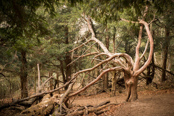 Ancient and spooky yew in the yew forest, haunted century yew
