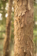Obraz premium Yew tree bark from close up, 