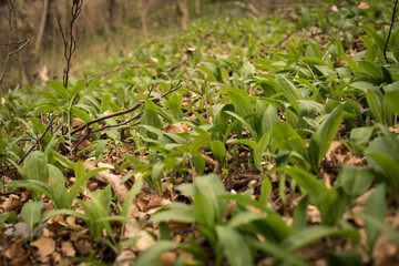 ramsons meadow in the wood, wild garlic field in the forest