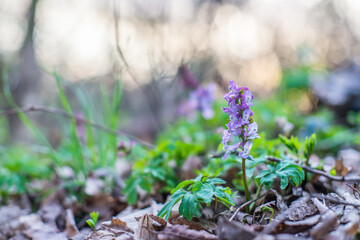 fumewort in a hungarian forest from close up