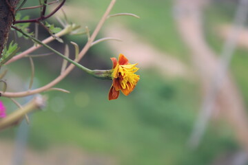 orange flower