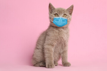 Scottish straight baby cat in medical mask on pink background. Virus protection for animal