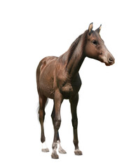 Fototapeta premium Bay horse walking on white background. Beautiful pet