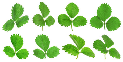 Set of green strawberry leaves on white background. Banner design
