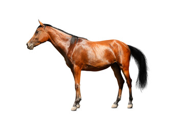 Fototapeta na wymiar Bay horse standing on white background. Beautiful pet