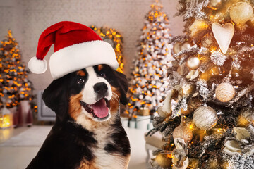 Adorable Bernese Mountain Dog with Santa hat in room decorated for Christmas