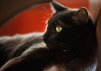 Black cat amber eyes profile portrait