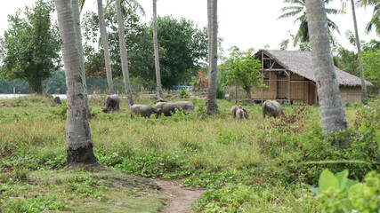 9 September 2007, Krakatoa, Indonesia: Local Farm on Krakatoa Archipelago.