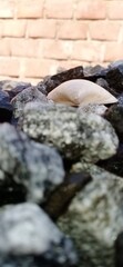 Shells and rock in the water