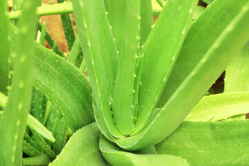 Close up of aloe vera plant in the garden.