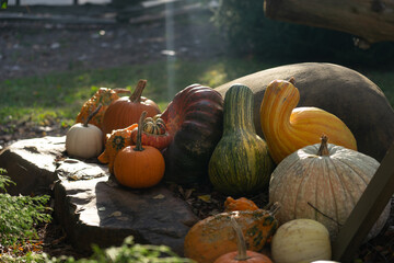 Pumpkins and gords sitting on large rock