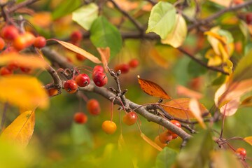 Holly berries and leaves