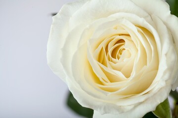 White Rose Head on Grey Background
