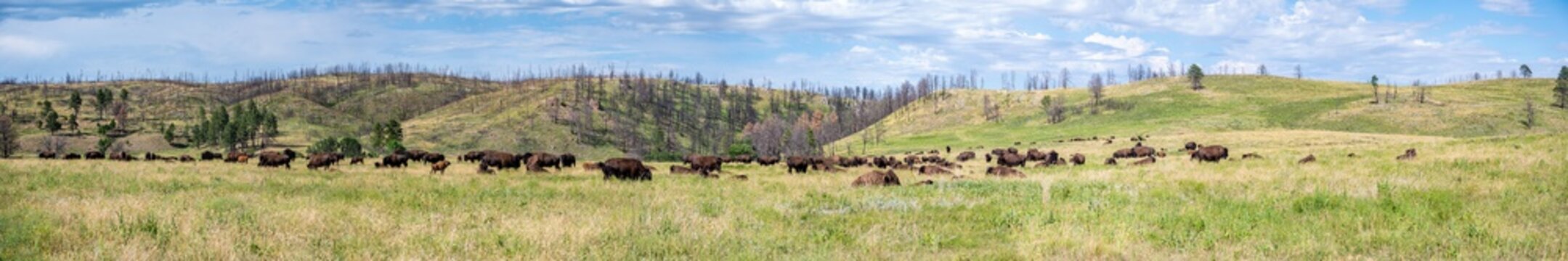 Panoramic open grassland prairie with buffalo at Custer State Park in South Dakota, USA