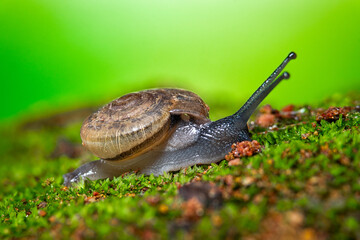 snail on fresh green moss on ground.