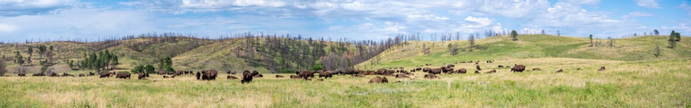 Panoramic open grassland prairie with buffalo at Custer State Park in South Dakota, USA