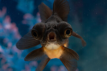 Black goldfish closeup staring at camera open mouth