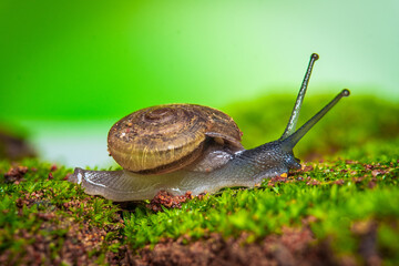 snail on fresh green moss on ground.