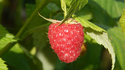 close up of ripe strawberry
