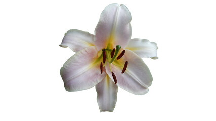 Obraz na płótnie Canvas frangipani flower isolated on white