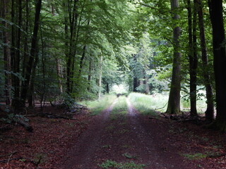 Obraz premium path in the woods