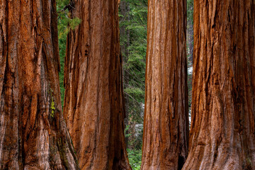 Giant Sequoias