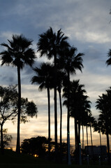 Palm Trees Silhouette 