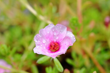 Close up Pink Portulaca oleracea flowers with a lot of mist 