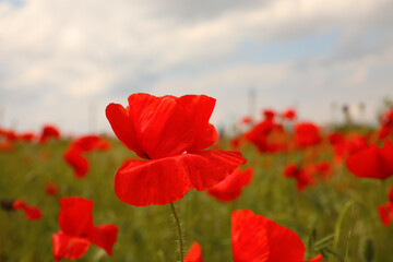 Naklejka premium Beautiful red poppy flower growing in field, closeup