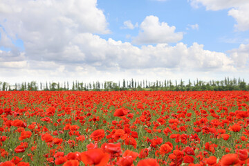 Beautiful red poppy flowers growing in field
