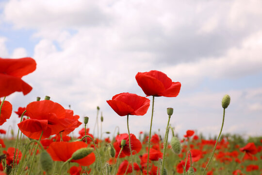 Beautiful red poppy flowers growing in field, closeup © New Africa