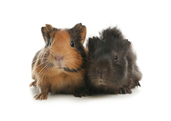 Cute funny guinea pigs on white background